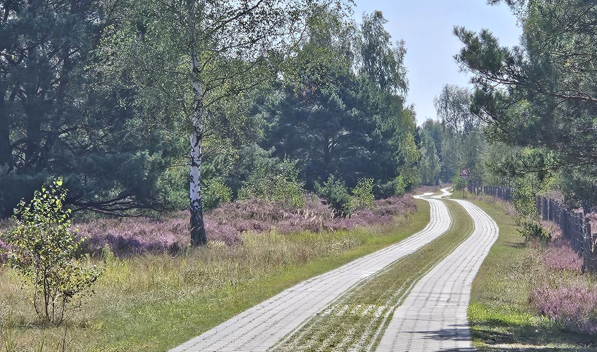 Brandenburger Heide
