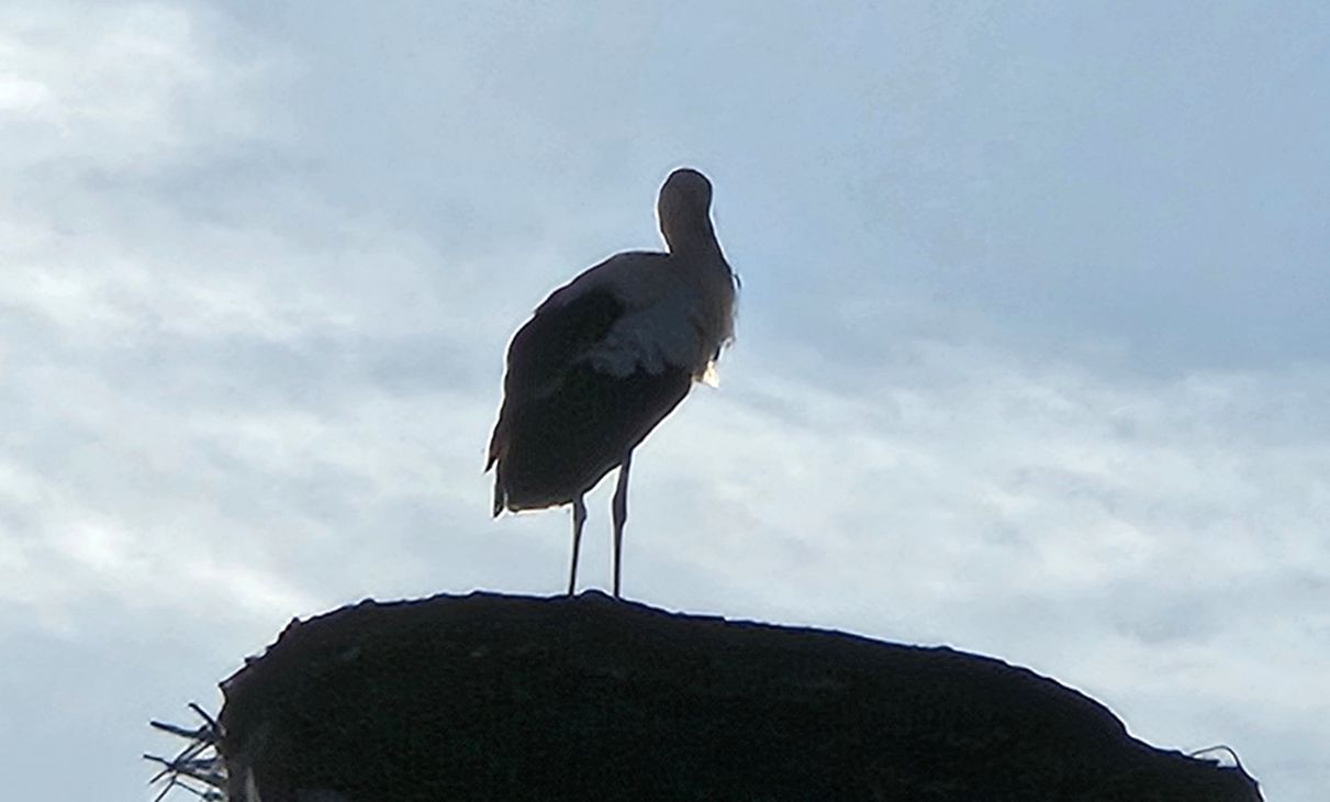Storch in Rühstädt