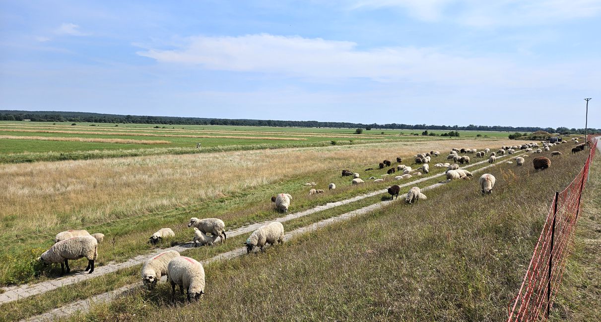 Schafherde an der Elbe
