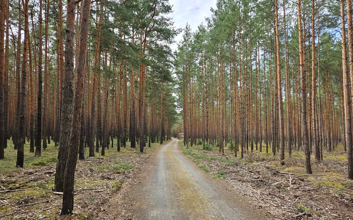 Waldweg