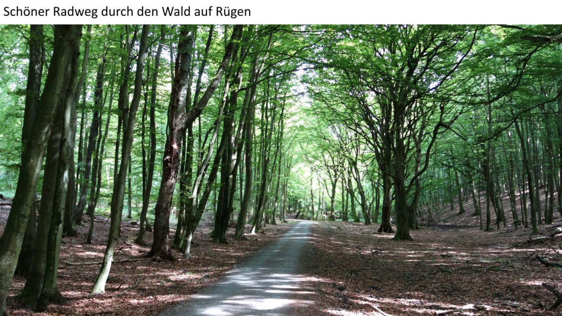 Waldweg